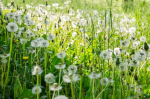 Pusteblume