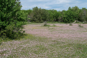 Blumenmeer